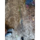 CATALPA KATALPA surmia zwyczajna - sadzonki 100 / 120 cm