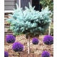 Świerk Glauca Globosa na Pniu szczepiony - sadzonki 80 / 100 cm