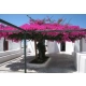 LAGERSTROEMIA bez południa różowa - sadzonki 60 / 80 cm