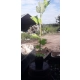TULIPANOWIEC AMERYKAŃSKI miododajna - sadzonki 50 / 70 cm