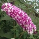 BUDLEJA DAWIDA Berries Cream - sadzonki 10 / 15 cm