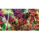 BUDLEJA DAWIDA Flower Power - sadzonki 10 / 15 cm