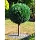 BONSAI Cyprysik Lawsona Ivonne na pniu kulisty - sadzonki 90 / 120 cm