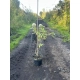 HORTENSJA NA PNIU różowo-kremowa NA WIELOPNIU - sadzonki 80 / 100 cm