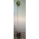 WIŚNIA UMBRACULIFERA kulista na pniu - sadzonki 180 / 220 cm