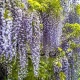 GLICYNIA WISTERIA szczepiona biało - fioletowa - sadzonki 120 / 150 cm