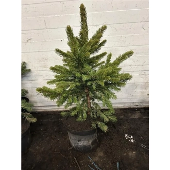 ŚWIERK SREBRNY KAIBAB - sadzonki 40 / 60 cm