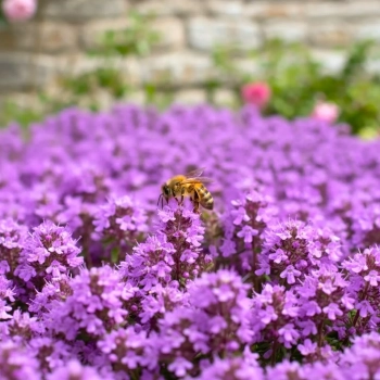 MACIERZANKA PURPLE BEAUTY - sadzonka 5 / 10 cm