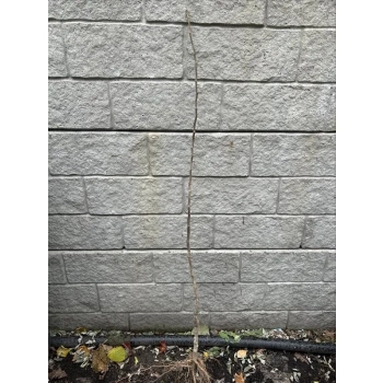 Nieszpułka miododajna bomba witaminowa - sadzonki 100 / 130 cm