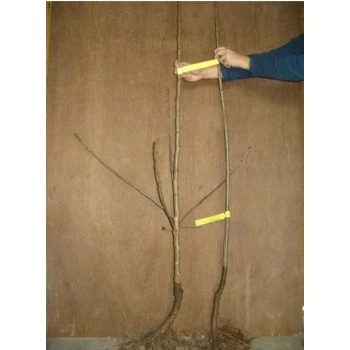 WIŚNIA PANDY deserowa i na soki - sadzonki 60 / 90 cm