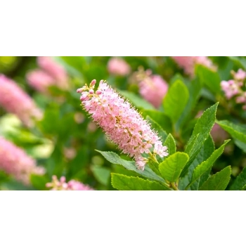 ORSZELINA OLCHOLISTNA PINK SPIRE - sadzonki 10 / 20 cm