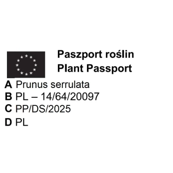 WIŚNIA KANZAN szczepiona NA PNIU - sadzonki 130 / 150 CM
