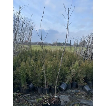 JARZĄB SZWEDZKI szczepiony kolumnowy oryginał - sadzonki 150 / 170 CM