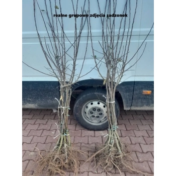 ŚLIWA JAPOŃSKA CZARNA - sadzonki 90 / 140 cm
