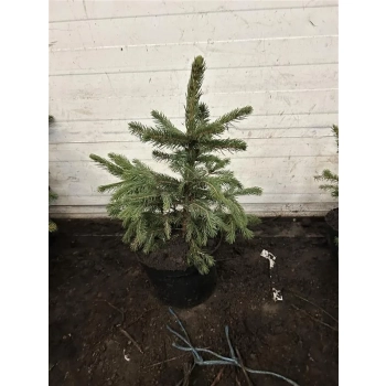 ŚWIERK SREBRNY KAIBAB Pakiet 10 sztuk - sadzonki 40 / 60 cm