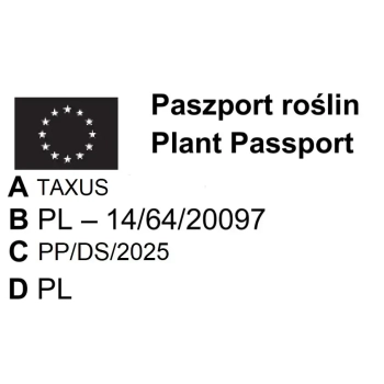 CIS KOLUMNOWY FASTIGIATA ROBUSTA - sadzonki 10 / 15 cm
