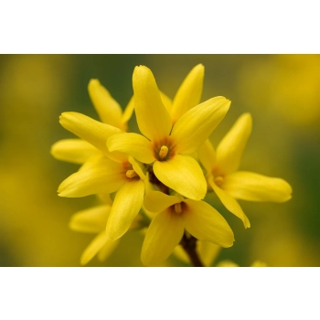 FORSYCJA żywopłot, złoto w Twoim ogrodzie PAKIET 10 SZT - sadzonki 40 / 60 cm