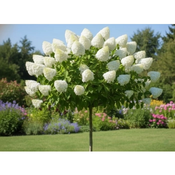 HORTENSJA NA PNIU DIAMANTINO - sadzonki 160 / 180 cm