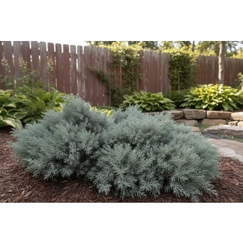 JAŁOWIEC BLUE STAR - sadzonka 10 / 20 cm