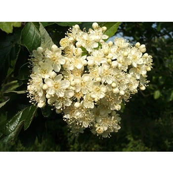 JARZĄB SZWEDZKI szczepiony kolumnowy oryginał - sadzonki 70 / 100 CM