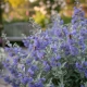 BARBULA KLANDOŃSKA Kew Blue niebieska magia - sadzonki 10 / 20 cm