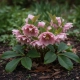 CIEMIERNIK DOUBLE ELLEN PINK - sadzonki 10 / 15 cm