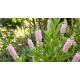 ORSZELINA OLCHOLISTNA PINK SPIRE - sadzonki 10 / 20 cm
