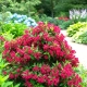 KRZEWUSZKA WEIGELA CHERRY LOVE - sadzonki 10 / 20 cm
