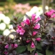 KRZEWUSZKA WEIGELA MINOR BLACK - sadzonki 10 / 20 cm