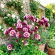 ORLIK WINKY DOUBLE ROSE WHITE - sadzonki 10 / 20 cm