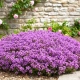 MACIERZANKA PURPLE BEAUTY - sadzonka 5 / 10 cm