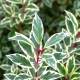 LAUROWIŚNIA IBERYJSKA VARIEGATA - sadzonki 10 / 20 cm