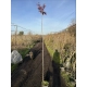 ŚLIWA PISARDII szczepiona na pniu -28c - sadzonki 220 / 240 cm