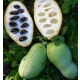 Asymina banan preriowy PawPaw - sadzonki 10 / 20 cm