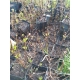 HORTENSJA BUKIETOWA LITTLE LIME - sadzonki 10 / 20 cm