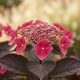 HORTENSJA PIŁKOWANA CHOCO CHERRY - sadzonki 10 / 20 cm