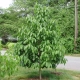 Asymina banan preriowy PawPaw - sadzonki 10 / 20 cm