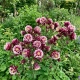 ORLIK WINKY DOUBLE ROSE WHITE - sadzonki 10 / 20 cm