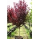 ŚLIWA PISARDII szczepiona na pniu -28c - sadzonki 220 / 240 cm