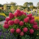 HORTENSJA BUKIETOWA FRAISE MELBA - sadzonki 10 / 20 cm