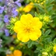 PIĘCIORNIK BELLA SOL żółto - pomarańczowy - sadzonki 10 / 20 cm