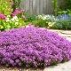 MACIERZANKA PURPLE BEAUTY - sadzonka 5 / 10 cm
