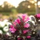 KRZEWUSZKA WEIGELA MINOR BLACK - sadzonki 10 / 20 cm