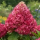 HORTENSJA BUKIETOWA FRAISE MELBA - sadzonki 10 / 20 cm