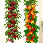 Drzewka owocowe kolumnowe