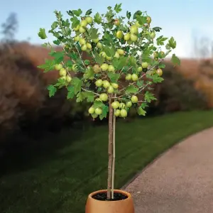 AGREST na pniu pienny duży zielono żółty - sadzonki 90 / 110 cm