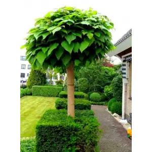 CATALPA KATALPA na pniu kulista szczepiona - sadzonki 170 / 190 cm