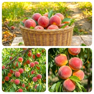 BRZOSKWINIA ROSYJSKA odporna na mróz - sadzonki 120 / 140 cm