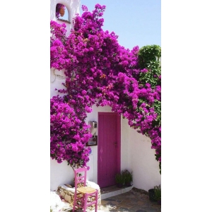LAGERSTROEMIA bez południa fioletowa - sadzonki 60 / 80 cm
