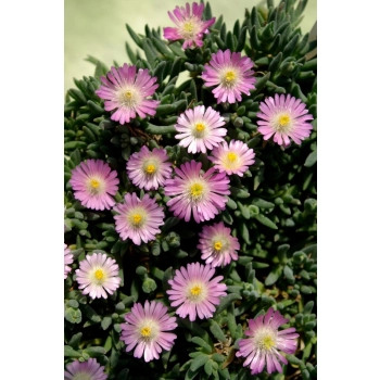 SŁONECZNICA delosperma Rosequartz - sadzonki 5 / 10 cm